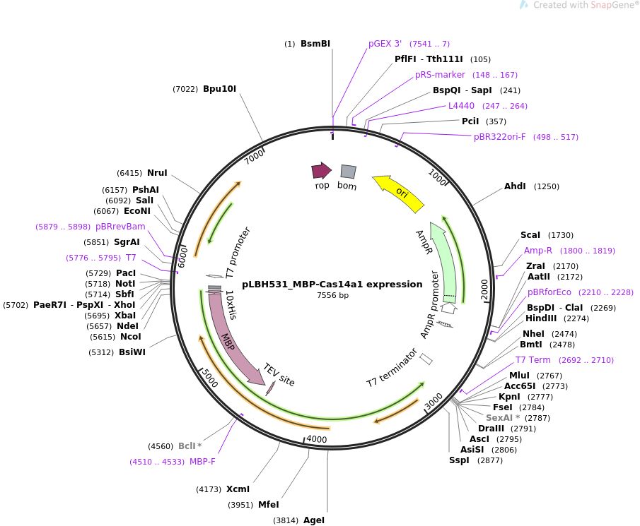 pLBH531_MBP-Cas14a1 expression质粒图谱